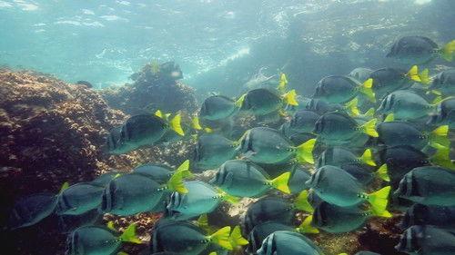 The UnXplained Special Presentation Season 1 Episode 16 - Strange Forces of Nature