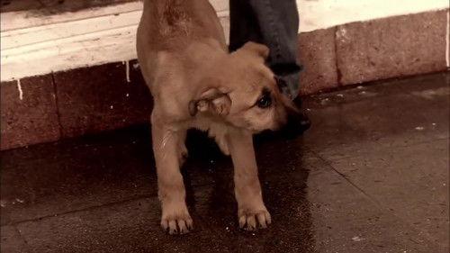 Ezel Season 1 Episode 19 - Episode 19