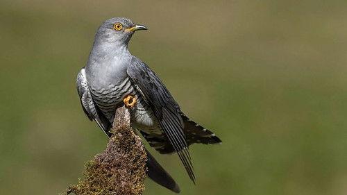 Springwatch Season 20 Episode 3 - Episode 3