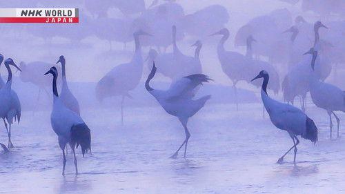 Background image for Frozen Beauty at Dawn and Dusk: Hokkaido in Midwinter