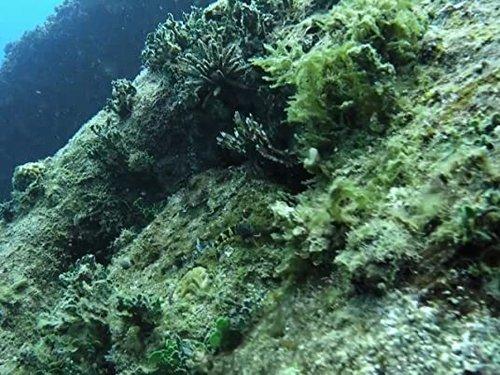 Expedition Unknown Season 2 Episode 13 - Columbus: Legend or Liar?