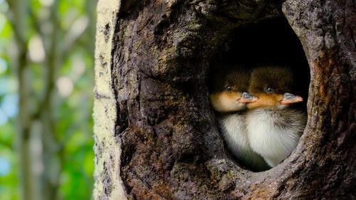 Tiny World Season 2 Episode 3 - Pond