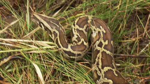 Swamp People: Serpent Invasion Season 2 Episode 1 - Skunk Ape Alley