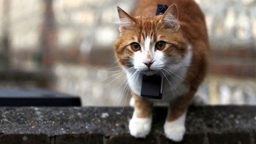 Cat Watch 2014: The New Horizon Experiment Season 1 Episode 3 - Cat Talk