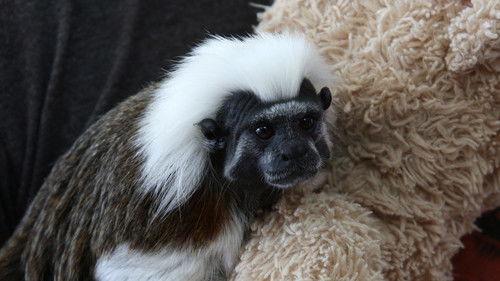 Dr. K's Exotic Animal ER Season 4 Episode 6 - Hubble Trouble