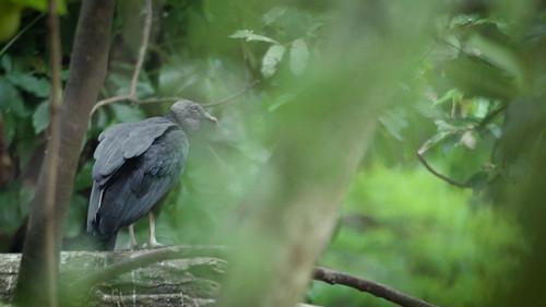 Até o Fim - Flamengo Campeão da Libertadores 2019 Season 1 Episode 3 - Episode 3