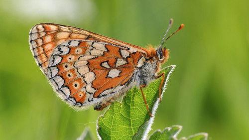 Springwatch Season 22 Episode 5 - Episode 5