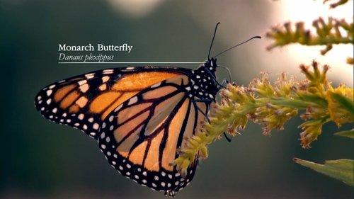 Wonders of Life Season 1 Episode 5 - Home