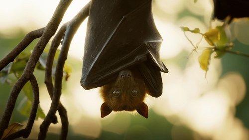 Underdogs Season 1 Episode 3 - Sexy Beasts