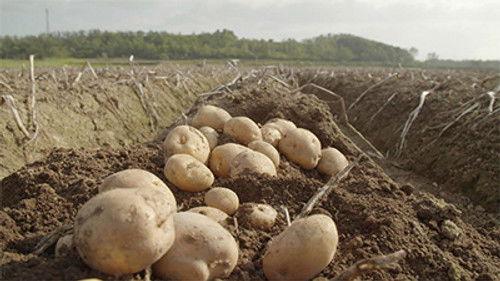 Trails to Tsukiji Season 2 Episode 23 - Potato