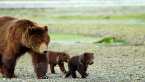 Mamas Season 1 Episode 15 - Grizzly Bear