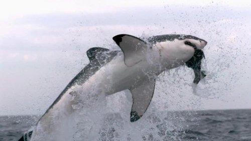 When Sharks Attack Season 5 Episode 3 - Fear on Fire Island