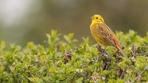 Springwatch Season 21 Episode 8 - Episode 8