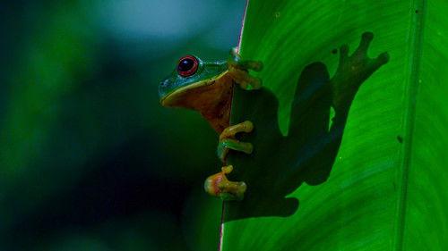 undefined Season 1 Episode 1 - Australian Forests