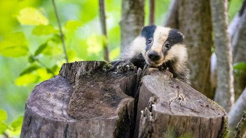 Springwatch Season 21 Episode 5 - Episode 5