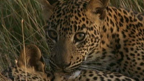 Natural World Season 20 Episode 7 - Leopard Hunters