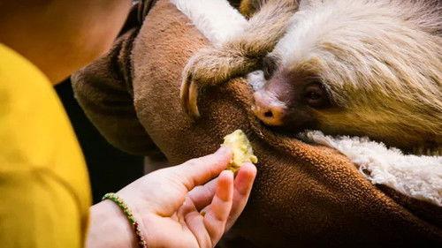 Jonahs dyreverden Season 1 Episode 10 - Episode 10