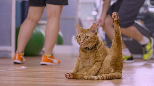 A Cat's-Eye View of Japan Season 2 Episode 7 - Osaka: Fighting Kitties