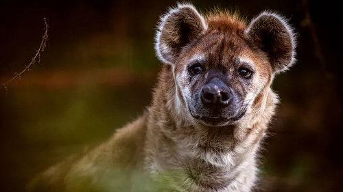 Jonahs dyreverden Season 2 Episode 3 - Episode 3