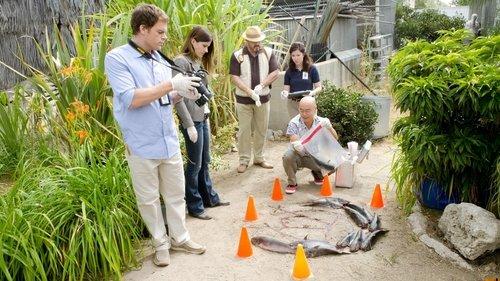 Dexter Season 6 Episode 4 - A Horse of a Different Color