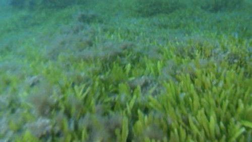 NOVA Season 30 Episode 15 - Deep Sea Invasion