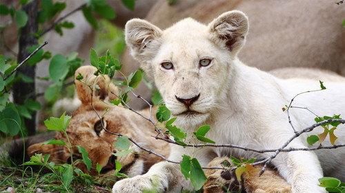 Nature Season 30 Episode 12 - The White Lions