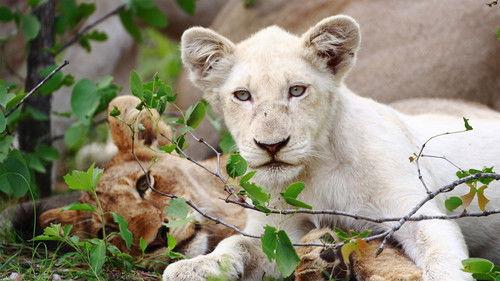 Nature Season 30 Episode 12 - The White Lions