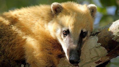 Wild Brazil Season 1 Episode 3 - Enduring the drought