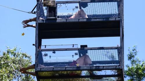 I'm a Celebrity...Get Me Out of Here! Season 18 Episode 8 - Catch a Falling Star / The Jungle X Factor