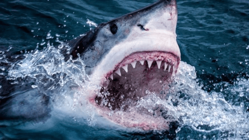 Dawn to Dusk Season 1 Episode 3 - Episode 3