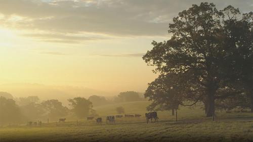 Wisconsin Foodie Season 11 Episode 13 - Seven Seeds Farm | Recipe: Steak au Poivre
