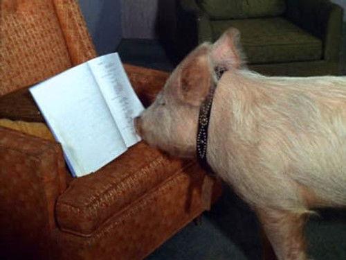 Green Acres Season 3 Episode 30 - A Star Named Arnold is Born (Part 2)