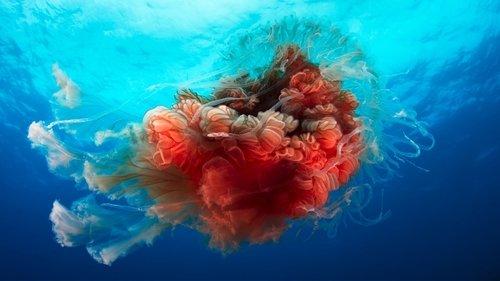 Blue Planet II Season 1 Episode 4 - Big Blue