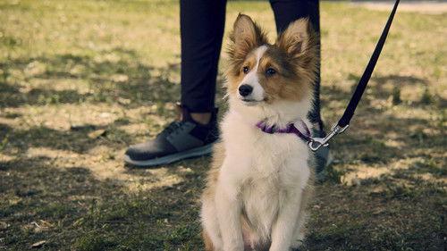 Puppy Place Season 2 Episode 5 - Gizmo