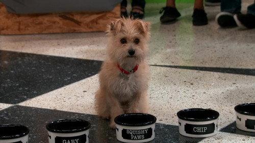 Nicky, Ricky, Dicky & Dawn Season 1 Episode 9 - The Sad Tail of Gary-Chip-Tiny-Elvis-Squishy-Paws