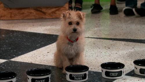 Nicky, Ricky, Dicky & Dawn Season 1 Episode 9 - The Sad Tail of Gary-Chip-Tiny-Elvis-Squishy-Paws