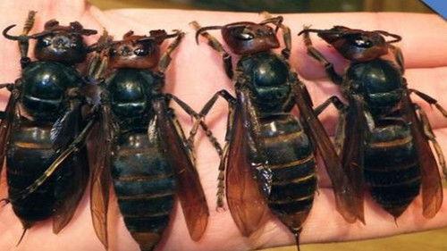 The Unexplained Files Season 1 Episode 2 - Livestock Mutilation & Curse of the Ice Mummy