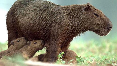 Brazil Untamed Season 1 Episode 7 - Capybara's Pond