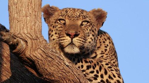 Big Cats 24/7 Season 1 Episode 5 - Episode 5