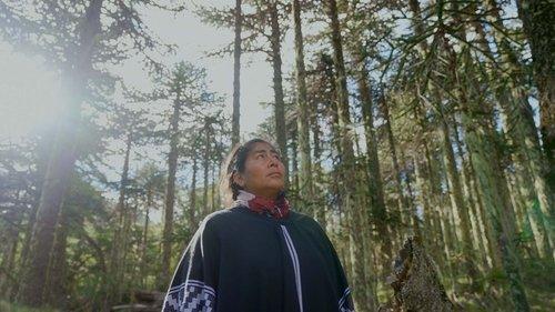 Patagonia: Life on the Edge of the World Season 1 Episode 5 - Forests