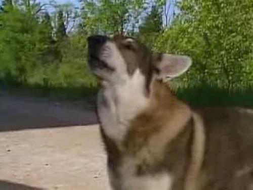The Littlest Hobo Season 6 Episode 11 - Firehorse (2)