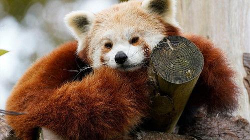 Animal Park Season 25 Episode 4 - Episode 4