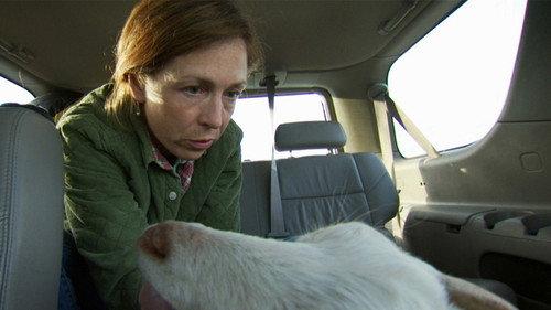 Dr. Oakley, Yukon Vet Season 2 Episode 3 - When Coyotes Attack