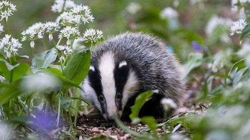 Springwatch Season 20 Episode 5 - Episode 5