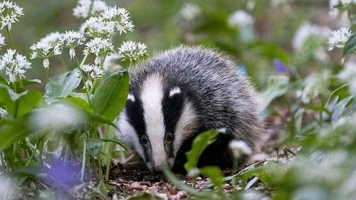 Springwatch Season 20 Episode 5 - Episode 5