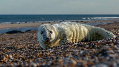 undefined Season 1 Episode 5 - Ocean