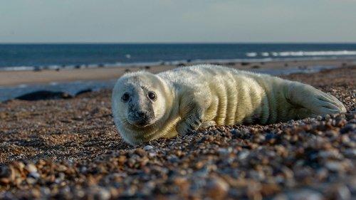 Wild Isles Season 1 Episode 5 - Ocean