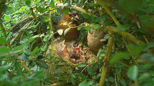 Springwatch Season 10 Episode 8 - Episode 8
