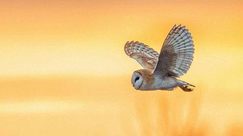 Springwatch Season 20 Episode 9 - Episode 9