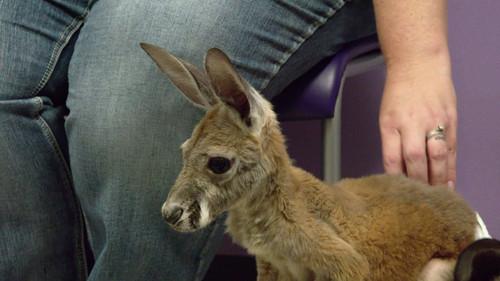 The Vet Life Season 2 Episode 1 - Dunk-A-Doctor